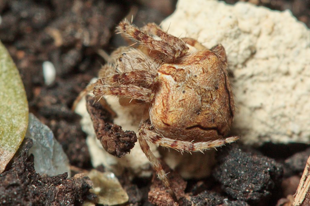 Neoscona subfusca - Malta